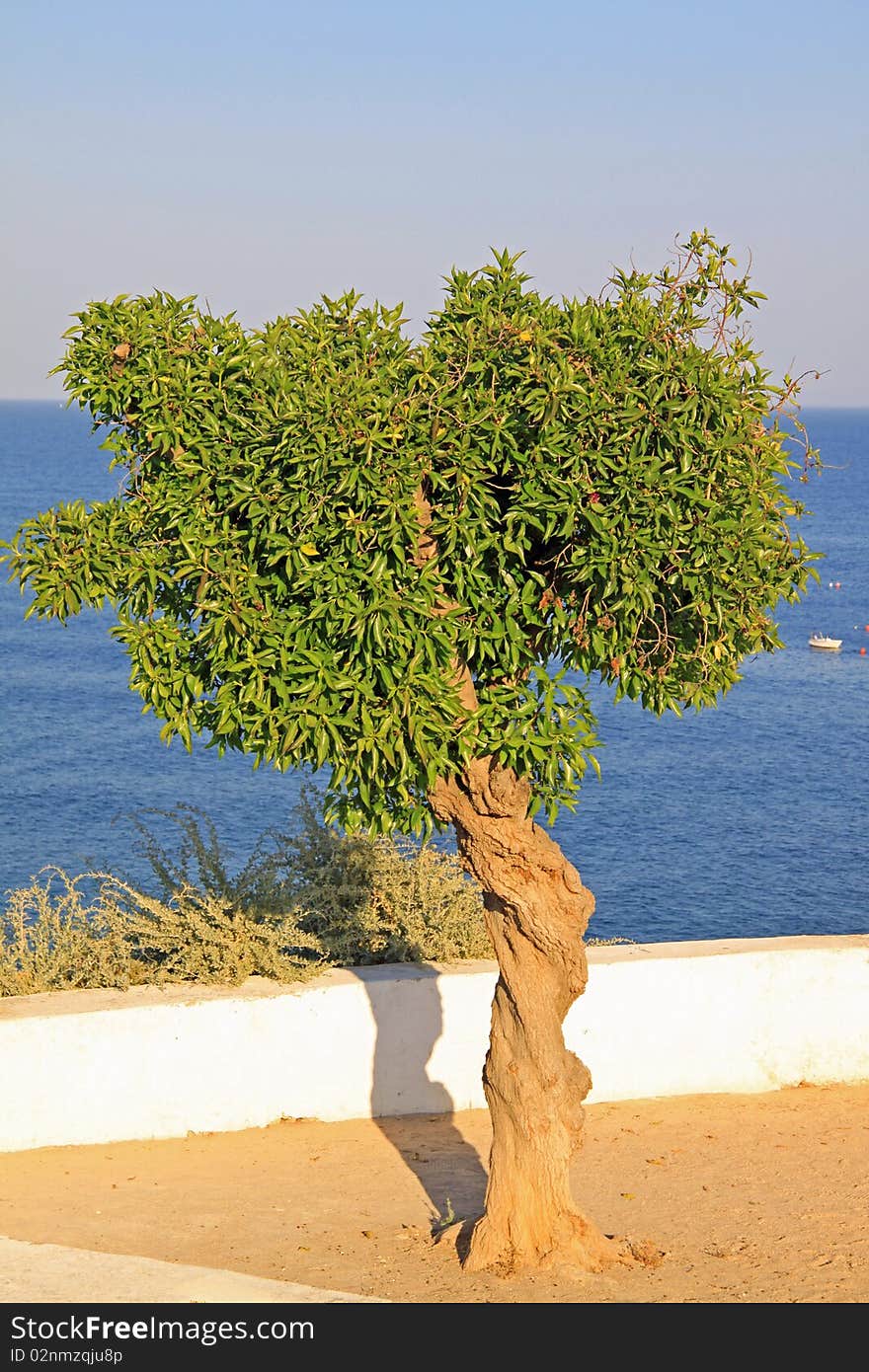 Tree near the coast, in Algarve, Portugal. Tree near the coast, in Algarve, Portugal