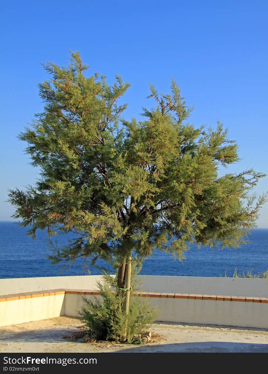 Tree near the coast, in Algarve, Portugal. Tree near the coast, in Algarve, Portugal