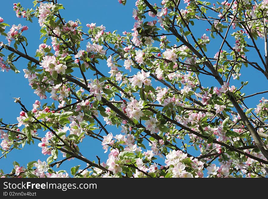 Spring apple tree blossom closeup - floral background