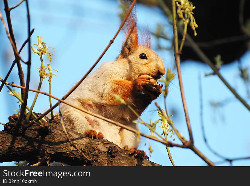 Little Red Squirrel Is Cracking Nuts