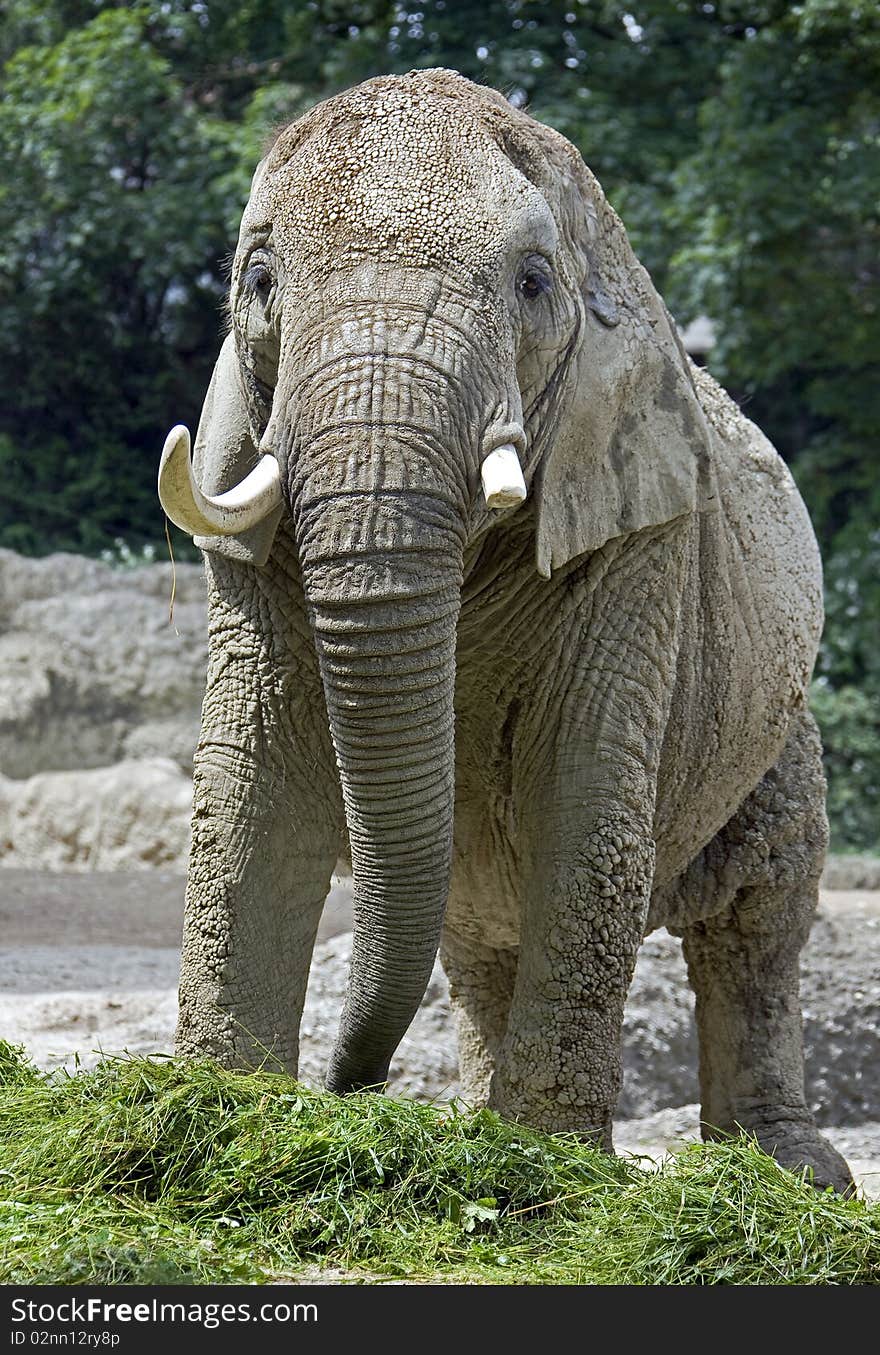 African elephant. Latin name - Loxodonta africana. African elephant. Latin name - Loxodonta africana