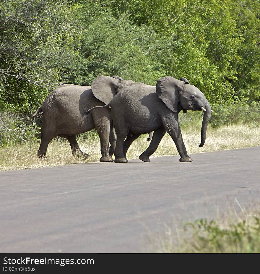 African pair of elephant in the bush in Kruger National Park. African pair of elephant in the bush in Kruger National Park