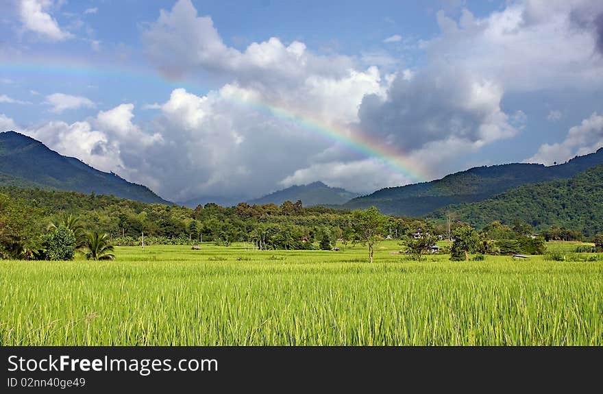 The rainbow after rainy and green fields. The rainbow after rainy and green fields