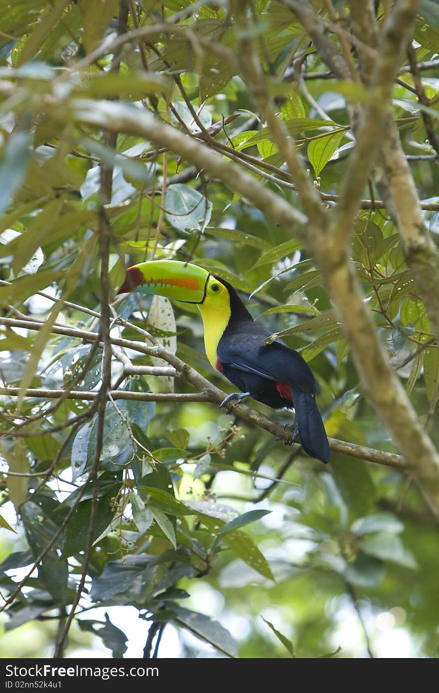 Toucan