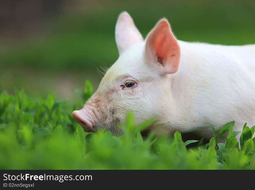 Young beautiful pigling on a green grass. Young beautiful pigling on a green grass.