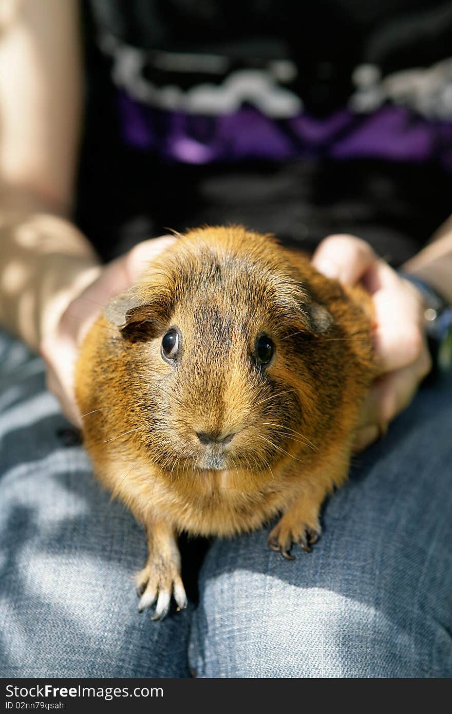 Portrait of a golden guines pig sitting on sure lap