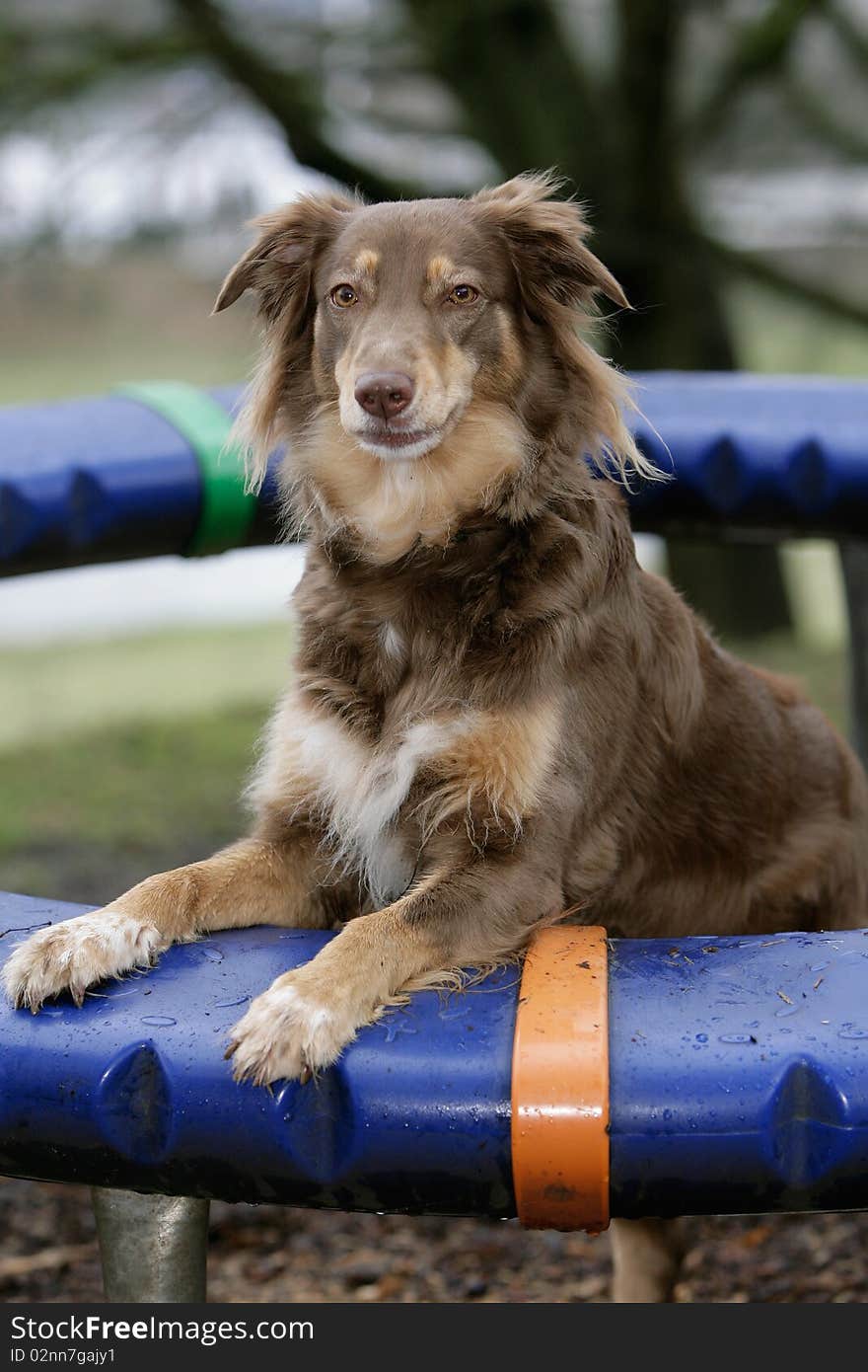 Portrait of a brown Australian shepherd dog