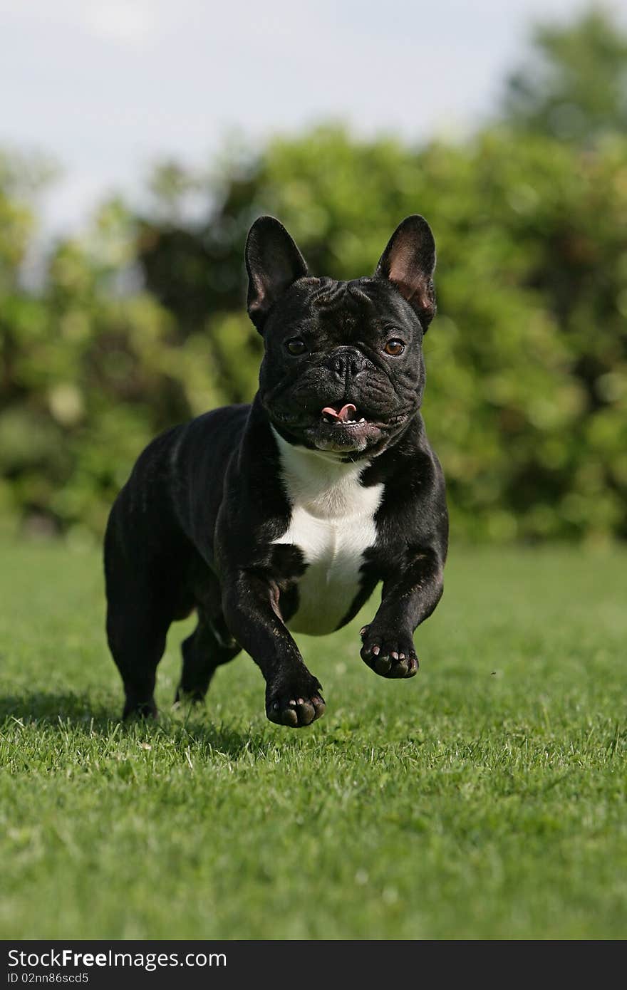 Portrait of a fast running French bulldog. Portrait of a fast running French bulldog