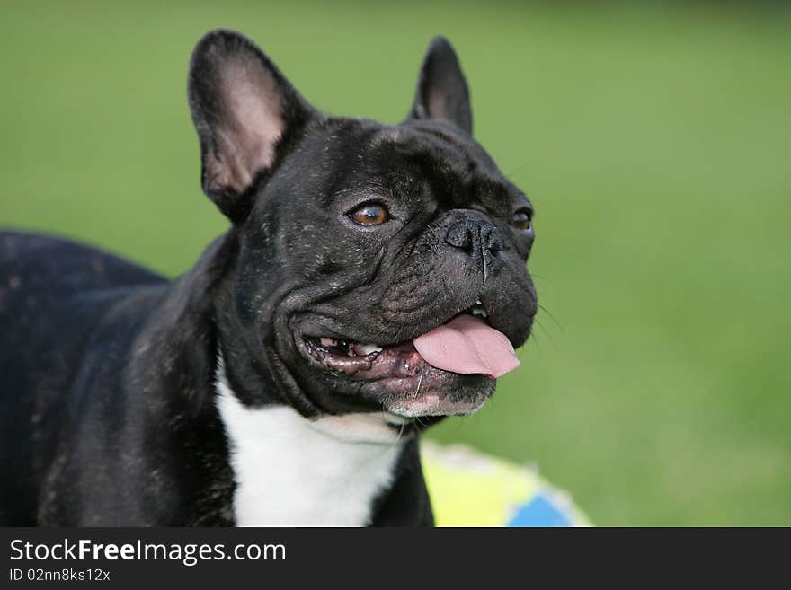 Portrait of the head of a smiling young French bulldog. Portrait of the head of a smiling young French bulldog