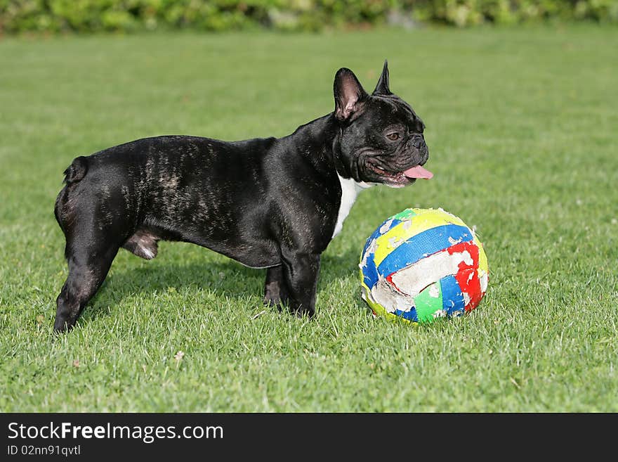 Portrait of a young French bulldog standing beside a ball. Portrait of a young French bulldog standing beside a ball