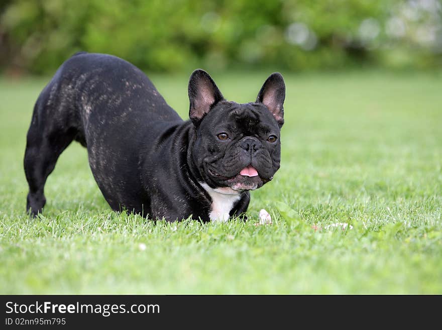 Portrait of a young brown French bulldog wanna playing. Portrait of a young brown French bulldog wanna playing