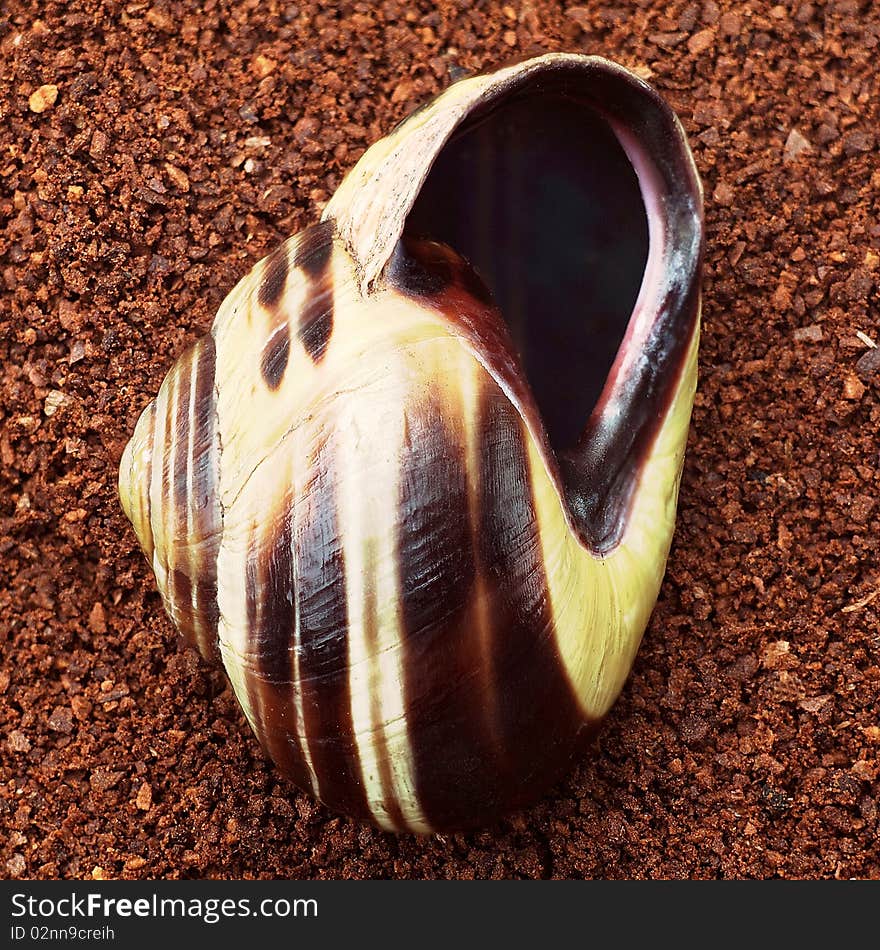 Snail shell in a vertikal view