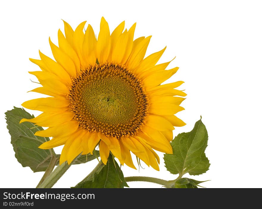 Sunflower, Helianthus annuus, isolated on a white background