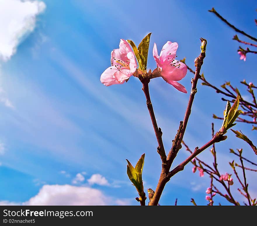 Peach Bloom