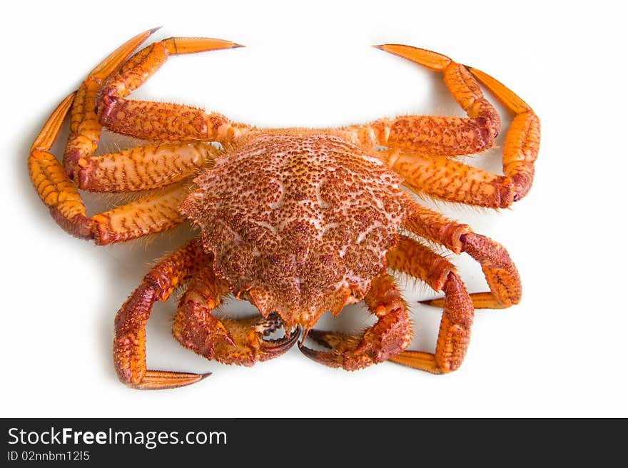 Crab (Erimacrus isenbeckii ) in hand on white background