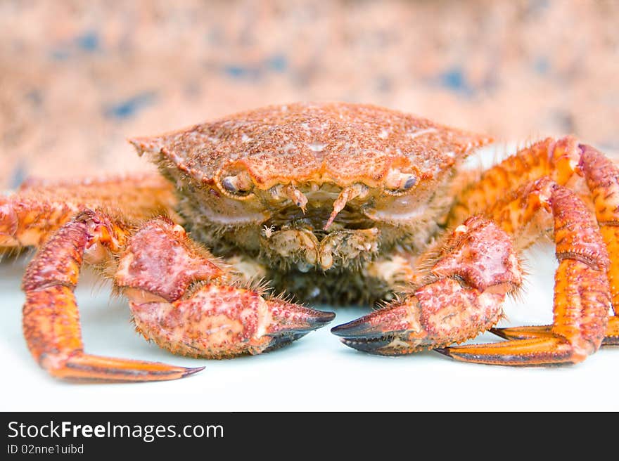 Crab (Erimacrus isenbeckii ) in hand on white background