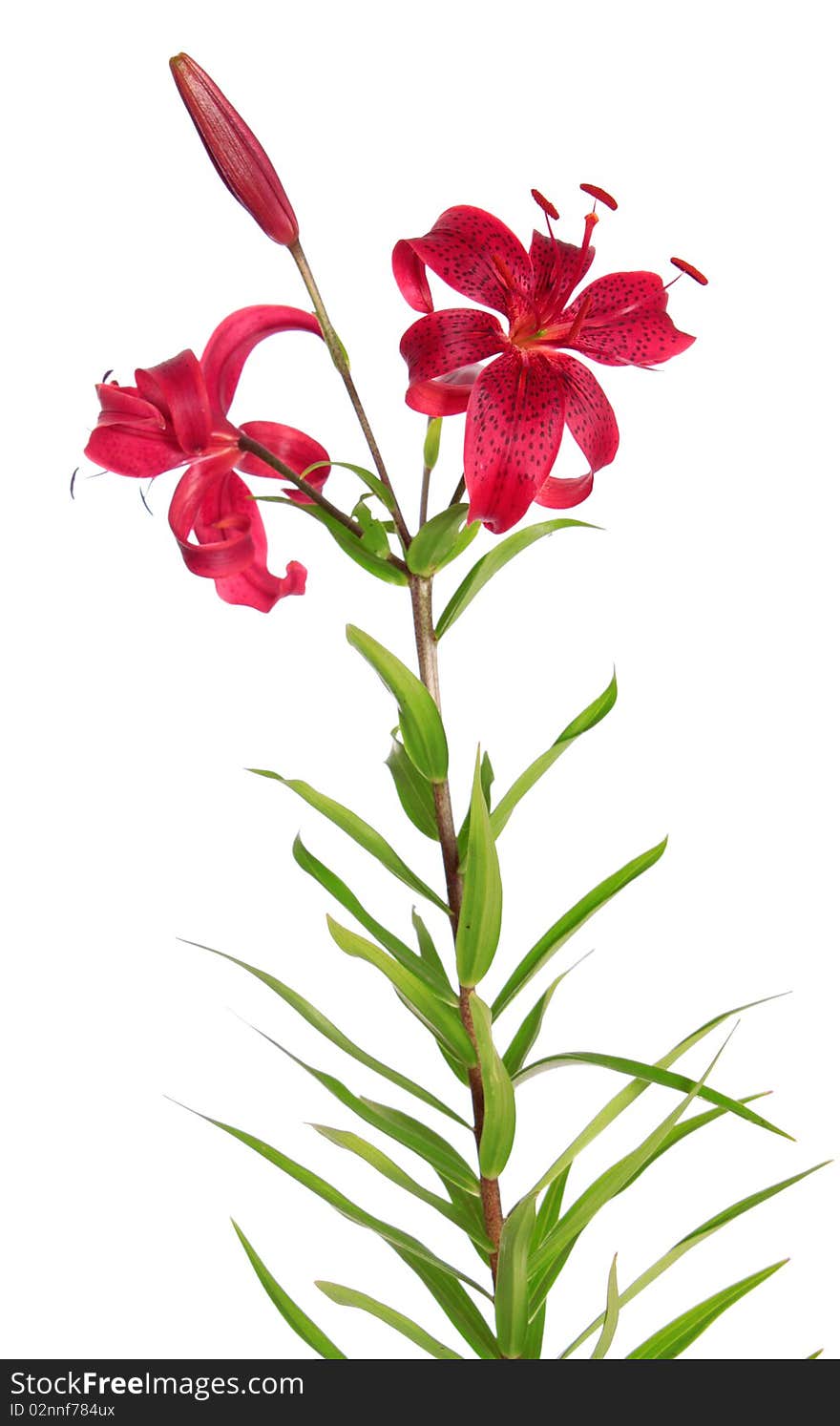 Red lilies, on a white background it is isolated. Red lilies, on a white background it is isolated.