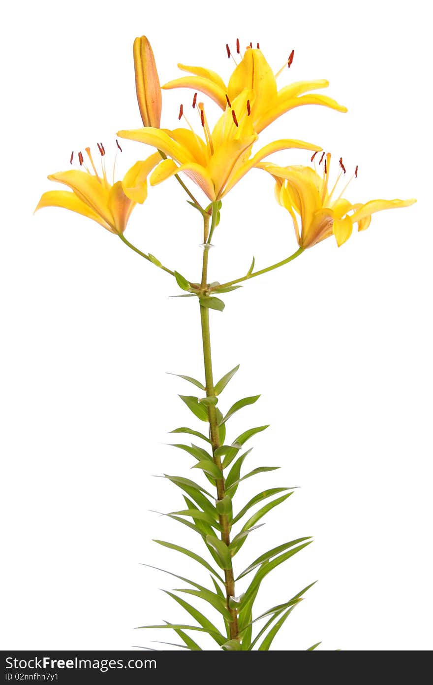 Yellow Lilies.