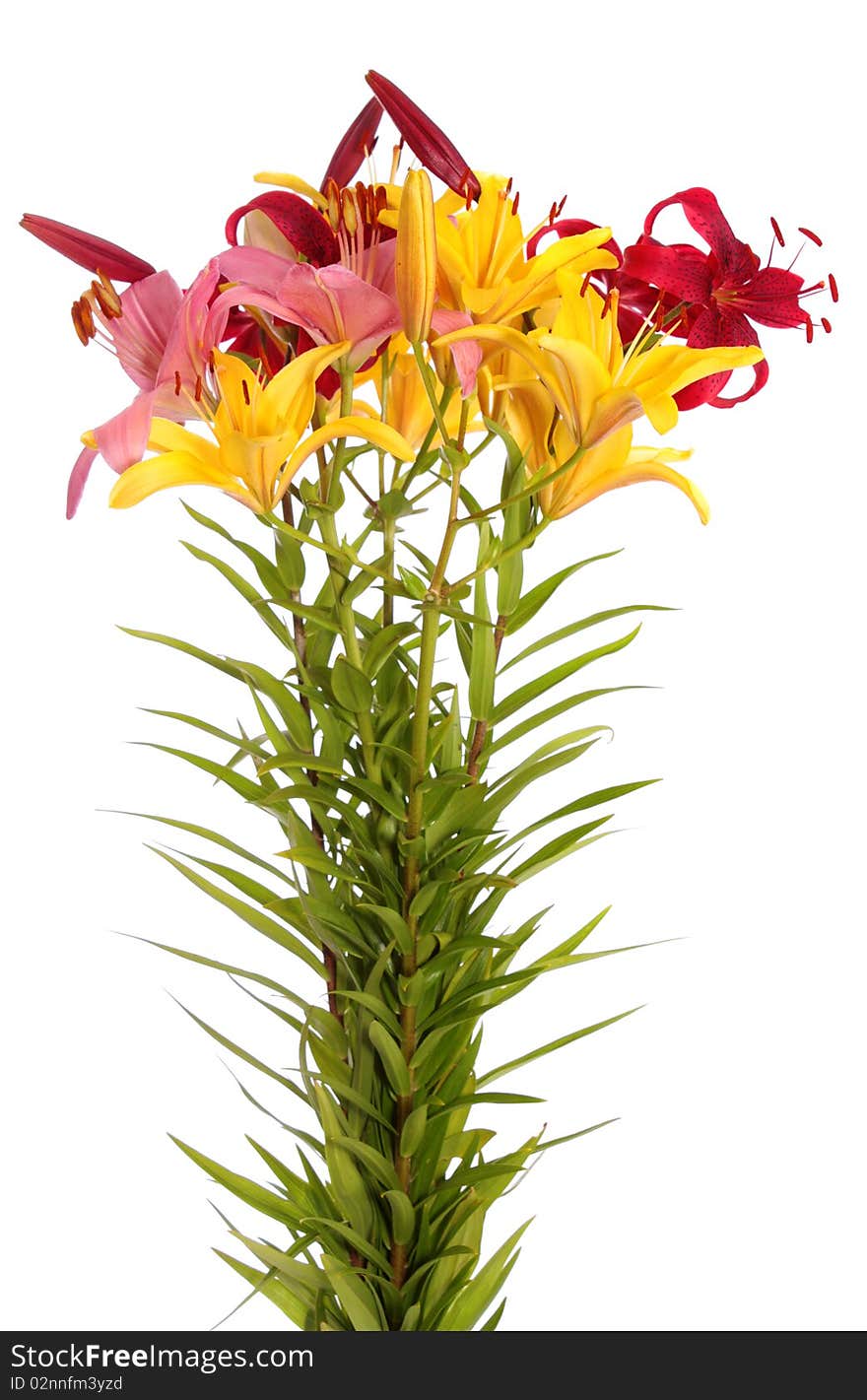 Bouquet lily flowers, on a white background is isolated. Bouquet lily flowers, on a white background is isolated.