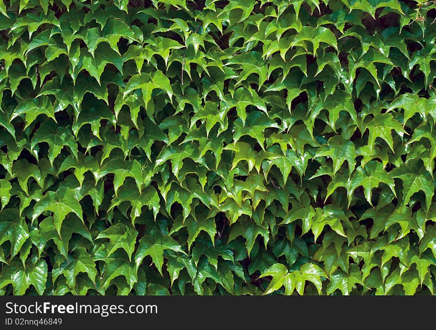 Beautiful green background out of ivy