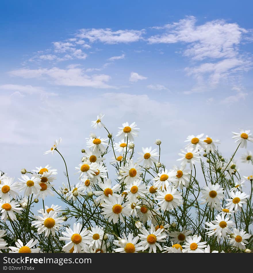 Camomiles field against the blue sky