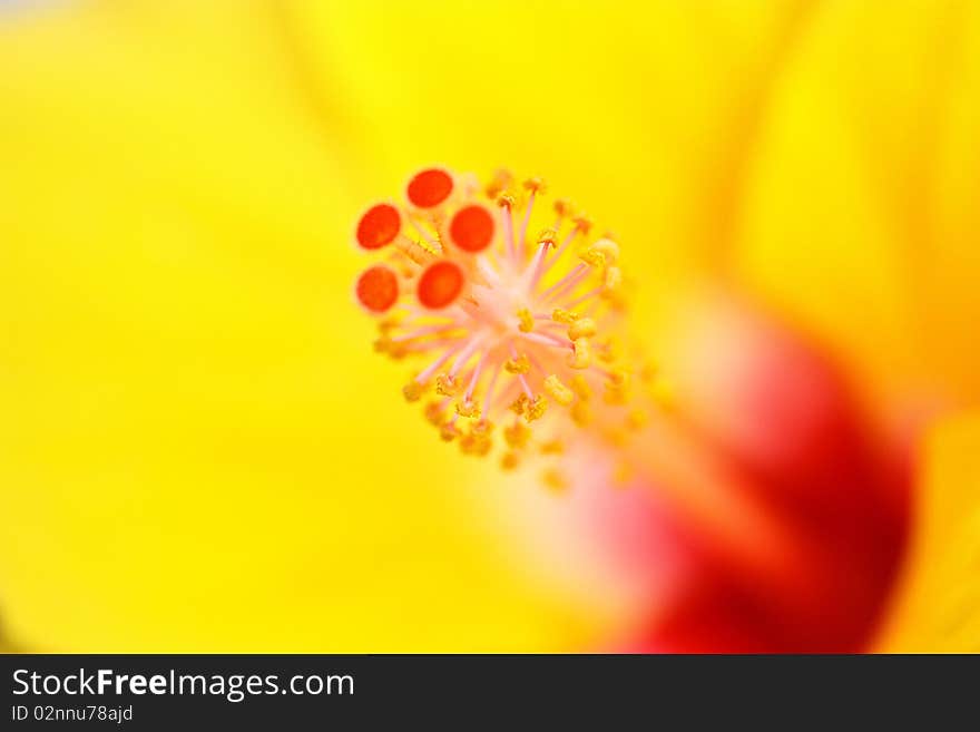 The beautiful flowers in the garden