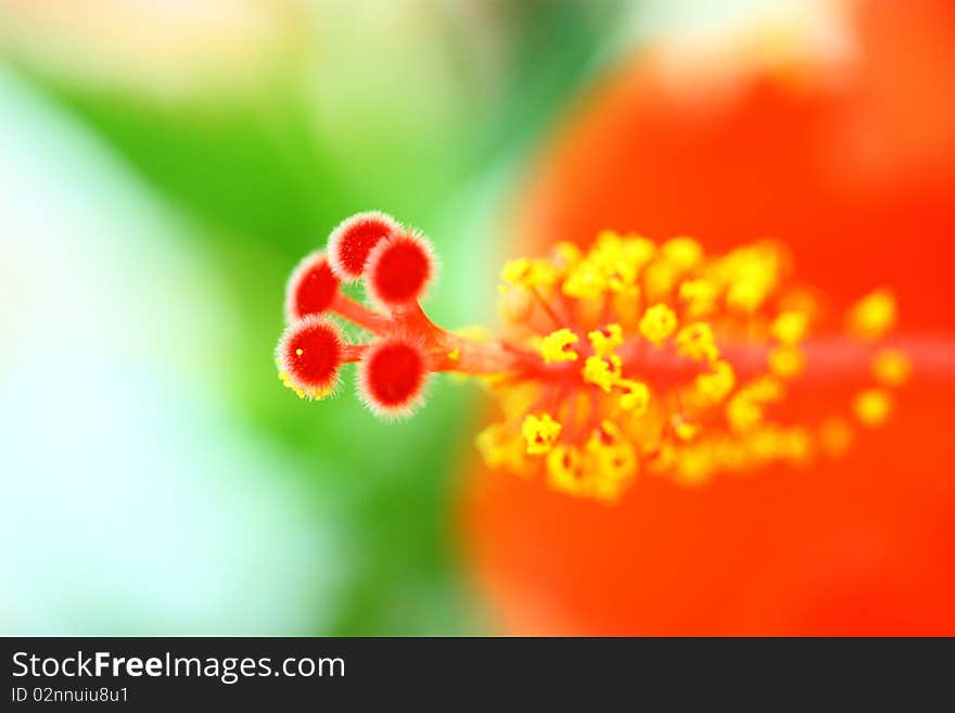 The beautiful flowers in the garden