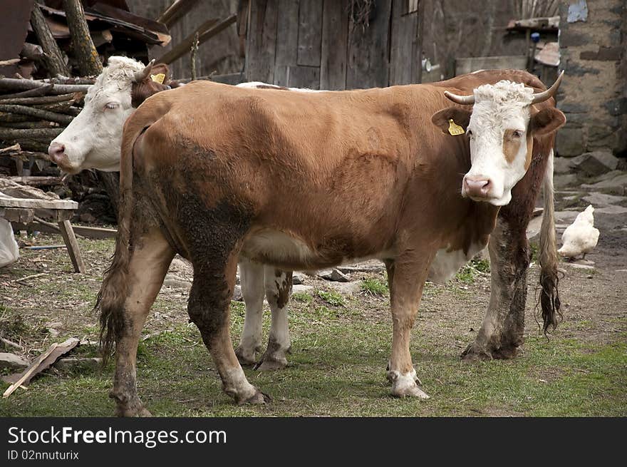 Tho cows from a Europe country farm. Tho cows from a Europe country farm