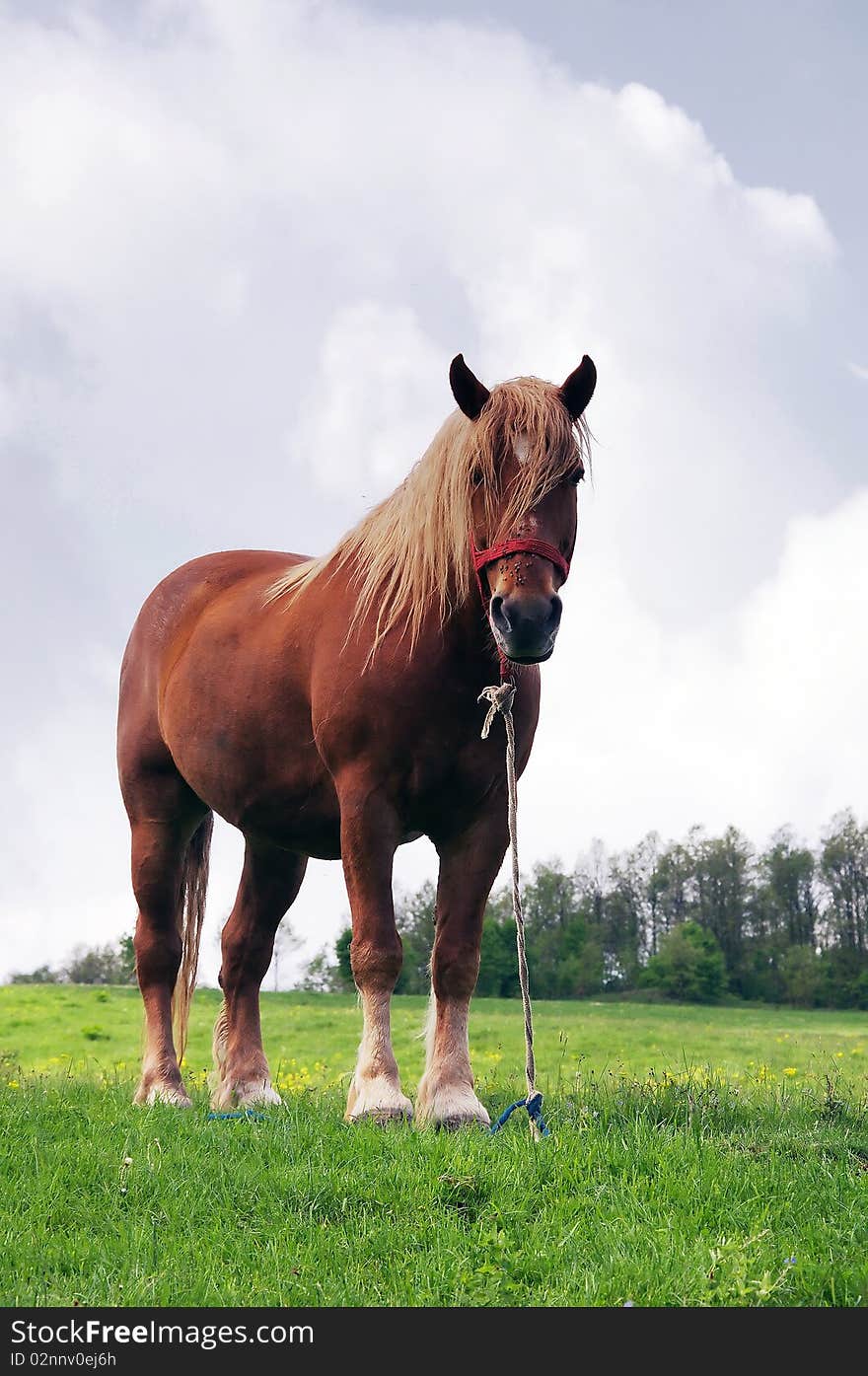 A beautifull horse  standing in nature