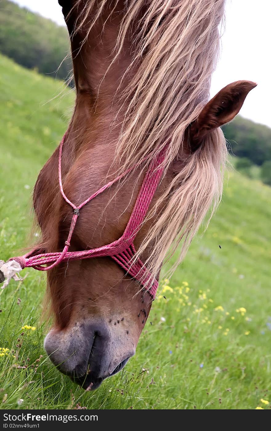 A head of a horse eating grass