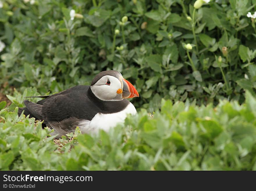 Puffin