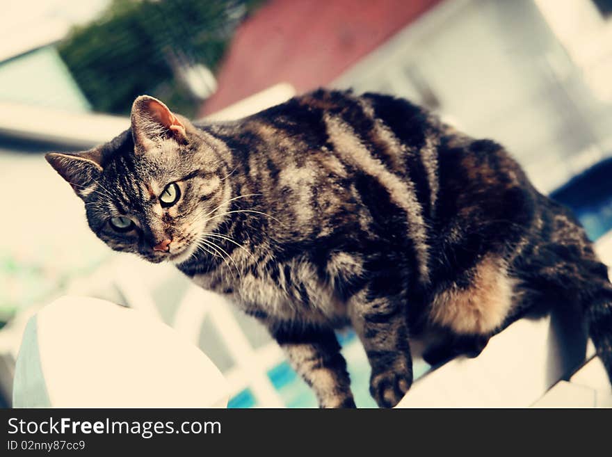 Tabby on a fence