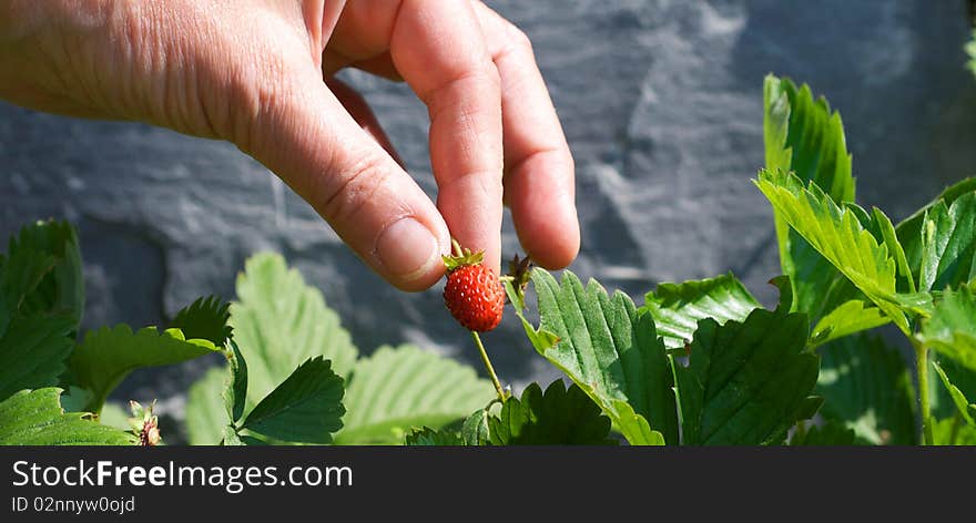 Picking strawberries