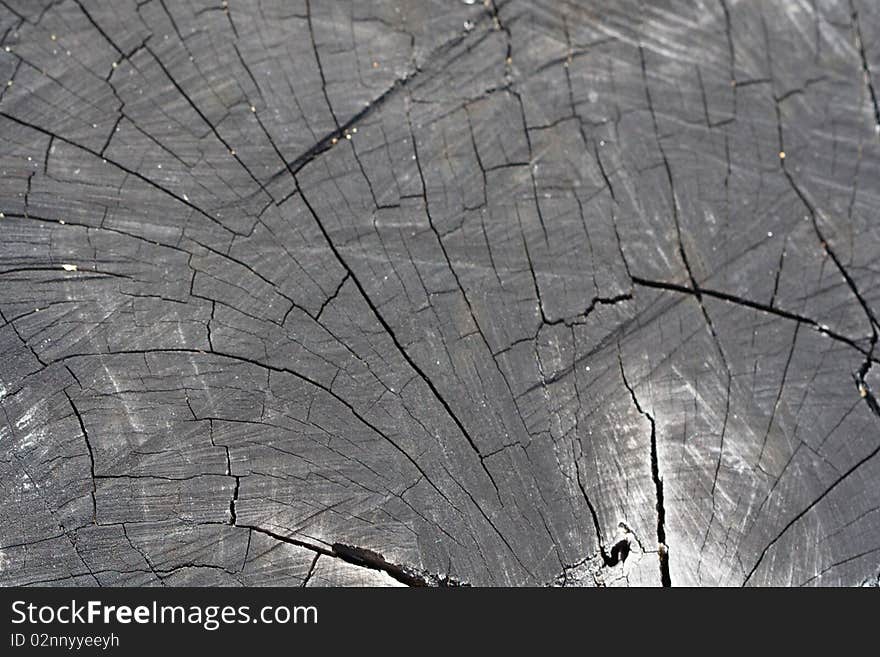 Close up of a trunk - texture. Close up of a trunk - texture.