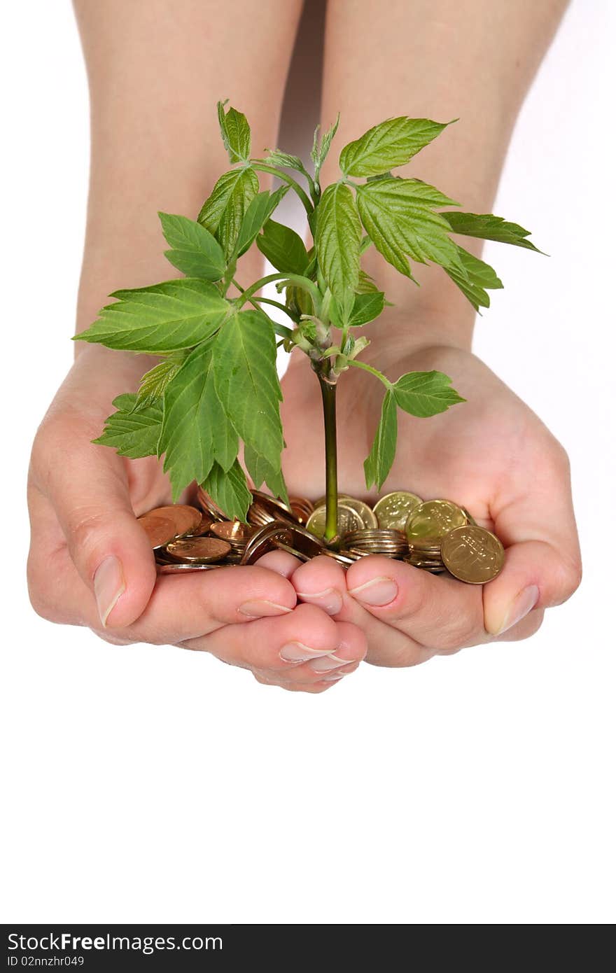 Female hands with coins and a green sprout