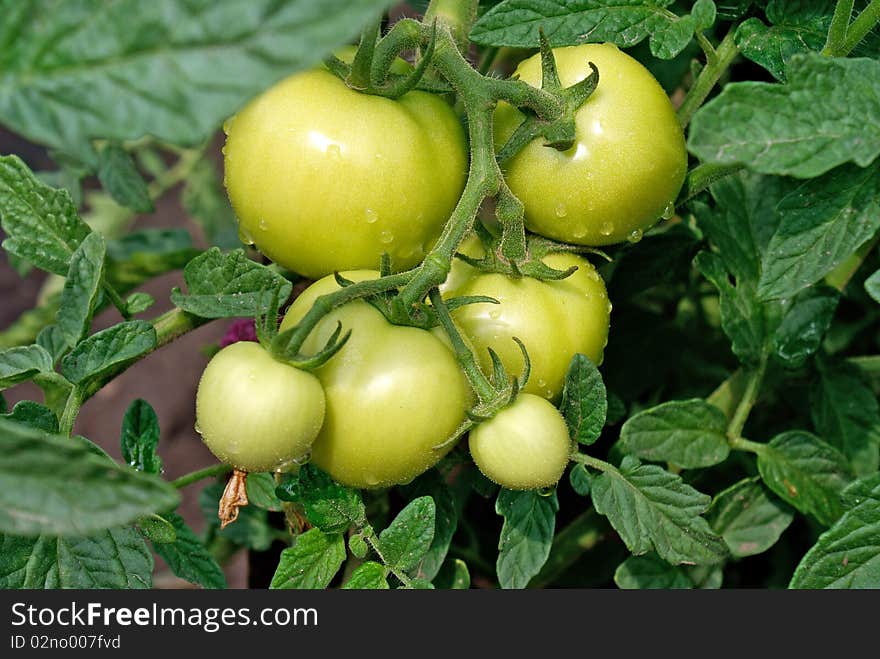 Crescent green tomato-vegetable  culture advantageous for health