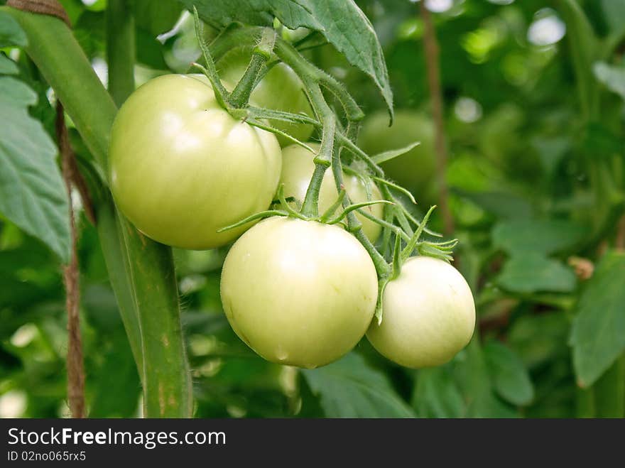 Crescent green tomato-vegetable  culture advantageous for health