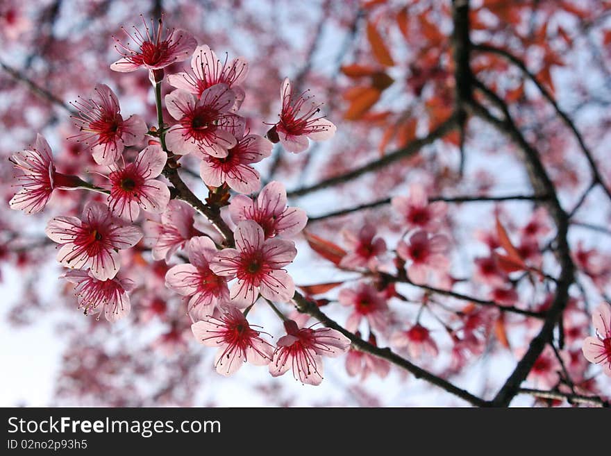 The beautiful flowers on the blue sky