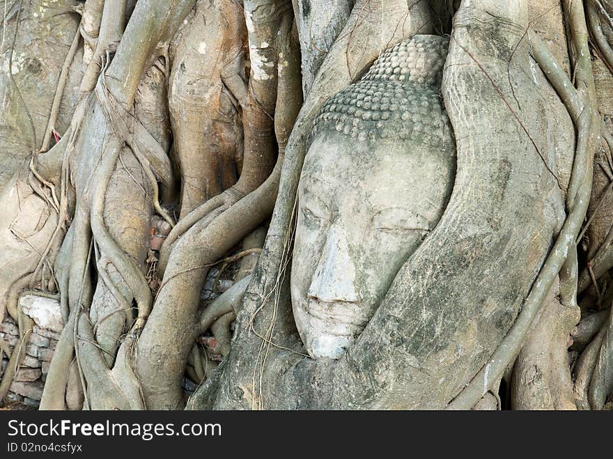 The head of the sandstone buddha image in roots of bodhi tree, Ayutthaya,Thailand. The head of the sandstone buddha image in roots of bodhi tree, Ayutthaya,Thailand