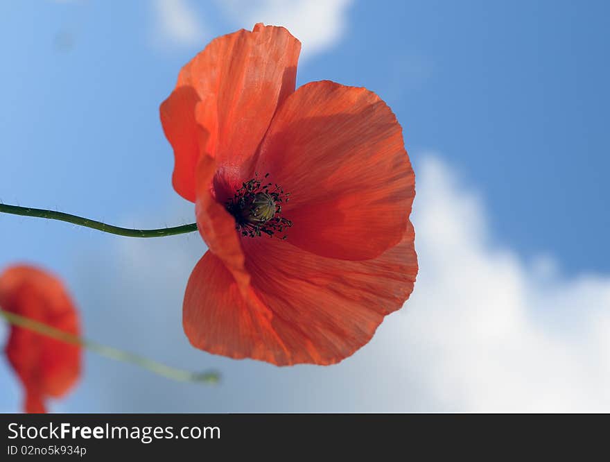 Poppy flower on a wind