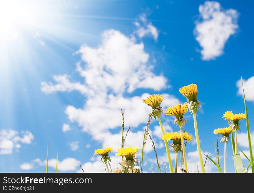 Yellow dandelions under a blue sky