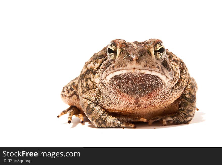 Fowler's Toad isolated on white.