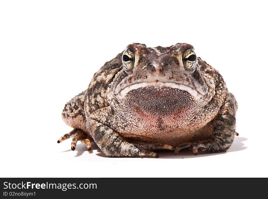 Fowler's Toad isolated on white.