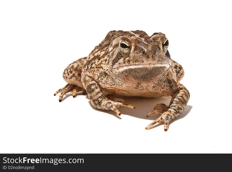 Fowler's Toad isolated on white.