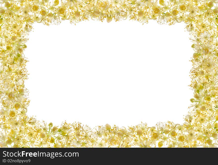 A frame made of linden-tree flowers on white background. A frame made of linden-tree flowers on white background