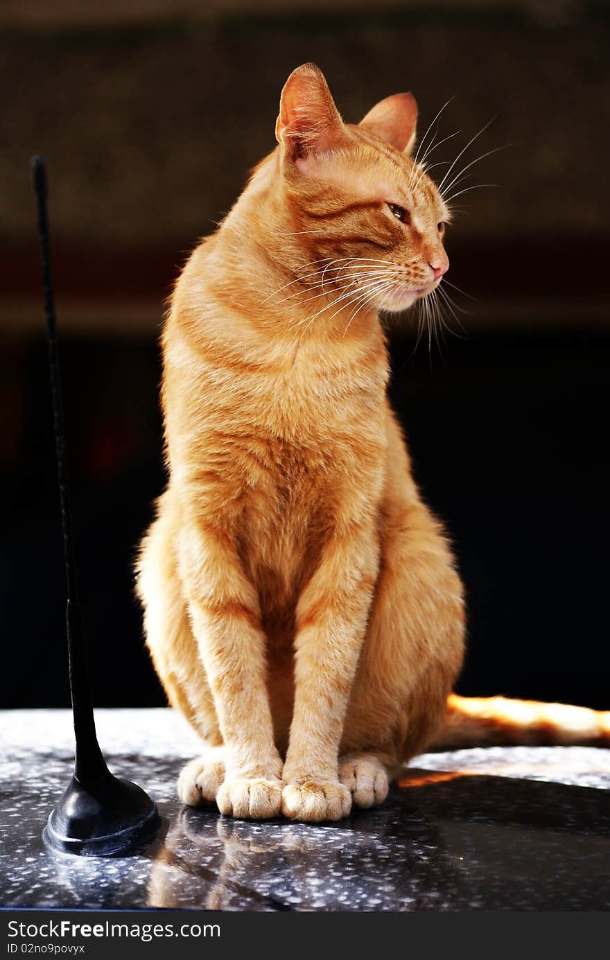 A cat standing on the top of a car