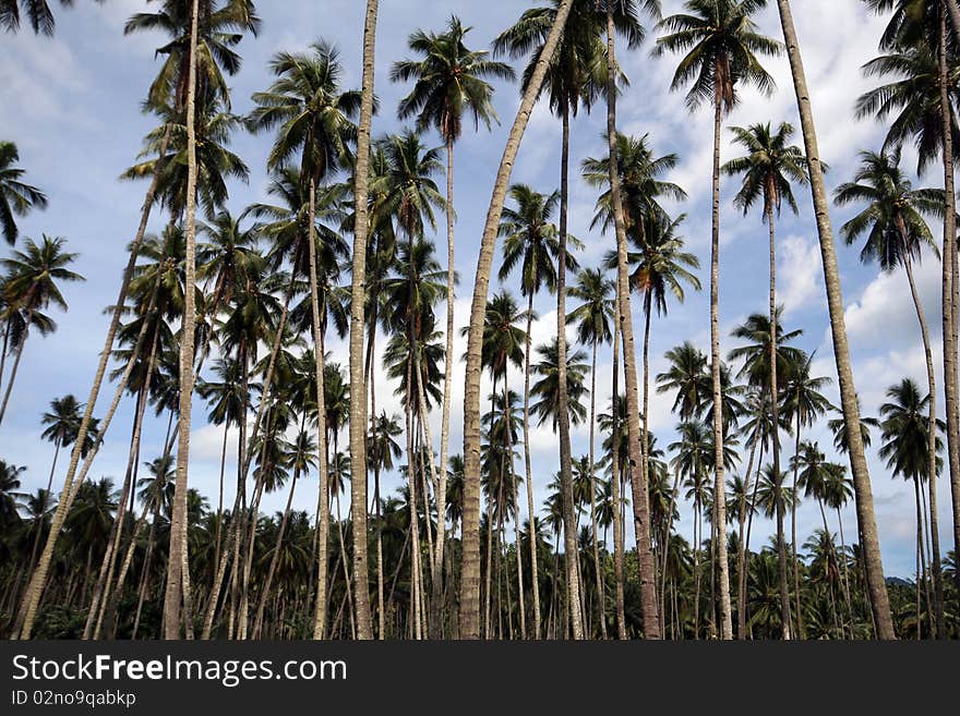 Palm trees on a beautiful beach