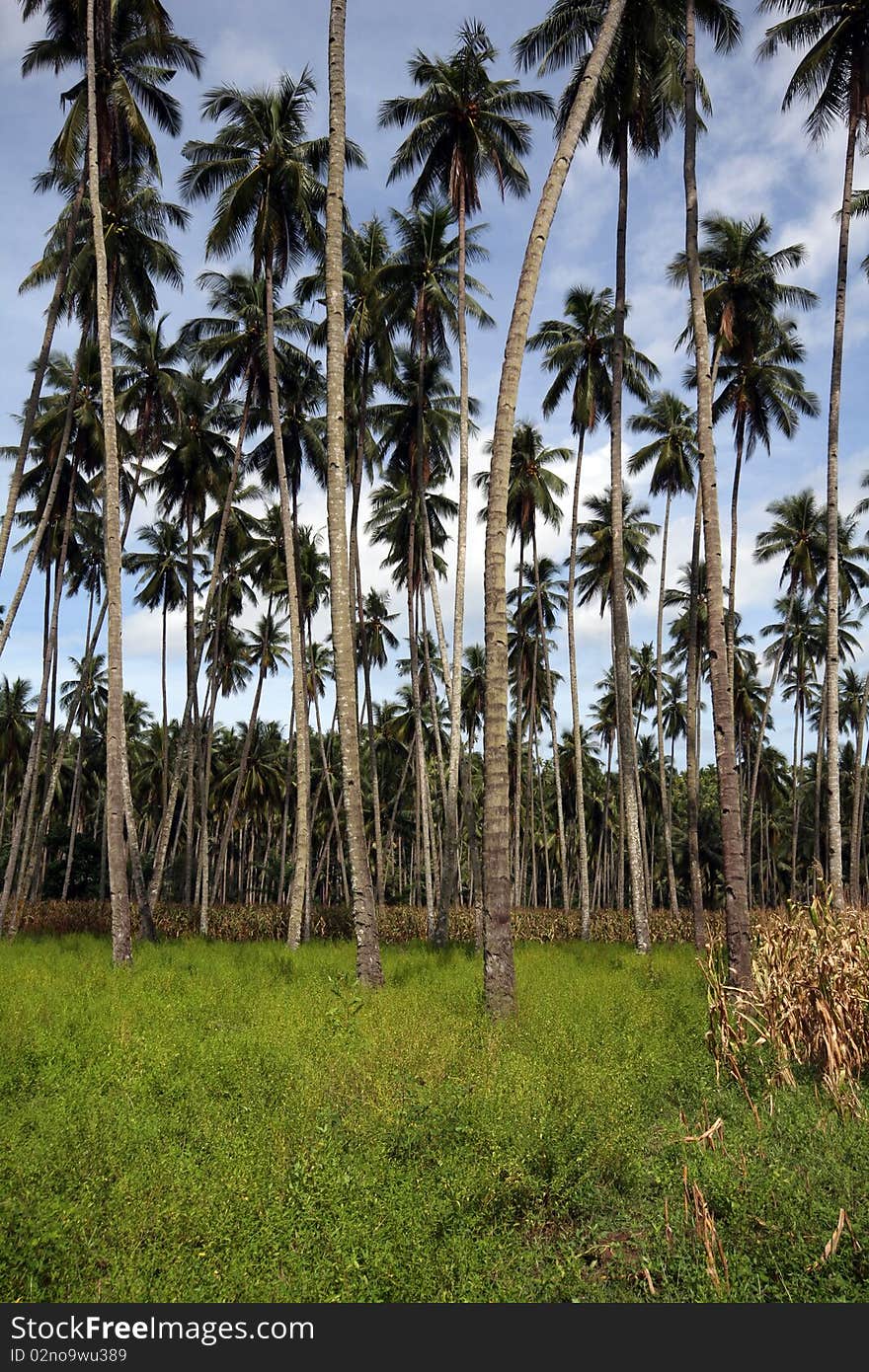 Palm trees on a beautiful beach