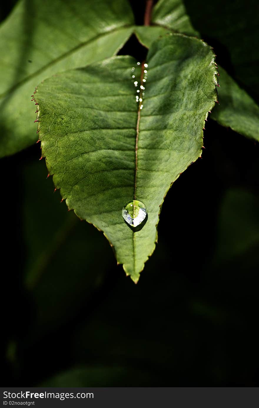 Rose leaf with a drop sliding down its surface. Rose leaf with a drop sliding down its surface