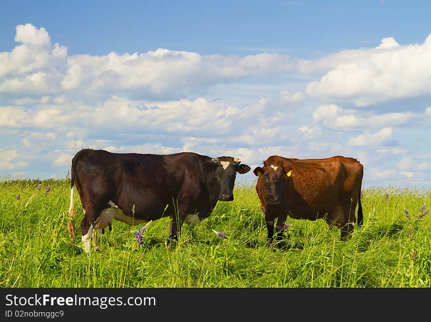 Cows In The Meadow